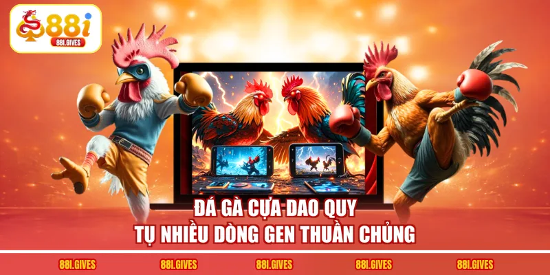 Đá gà cựa dao quy tụ nhiều dòng gen thuần chủng