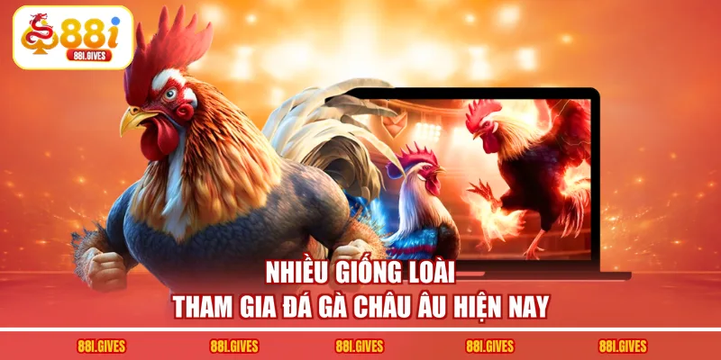 Nhiều giống loài tham gia đá gà châu Âu hiện nay